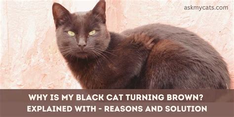 do black cats turn brown with age|More.